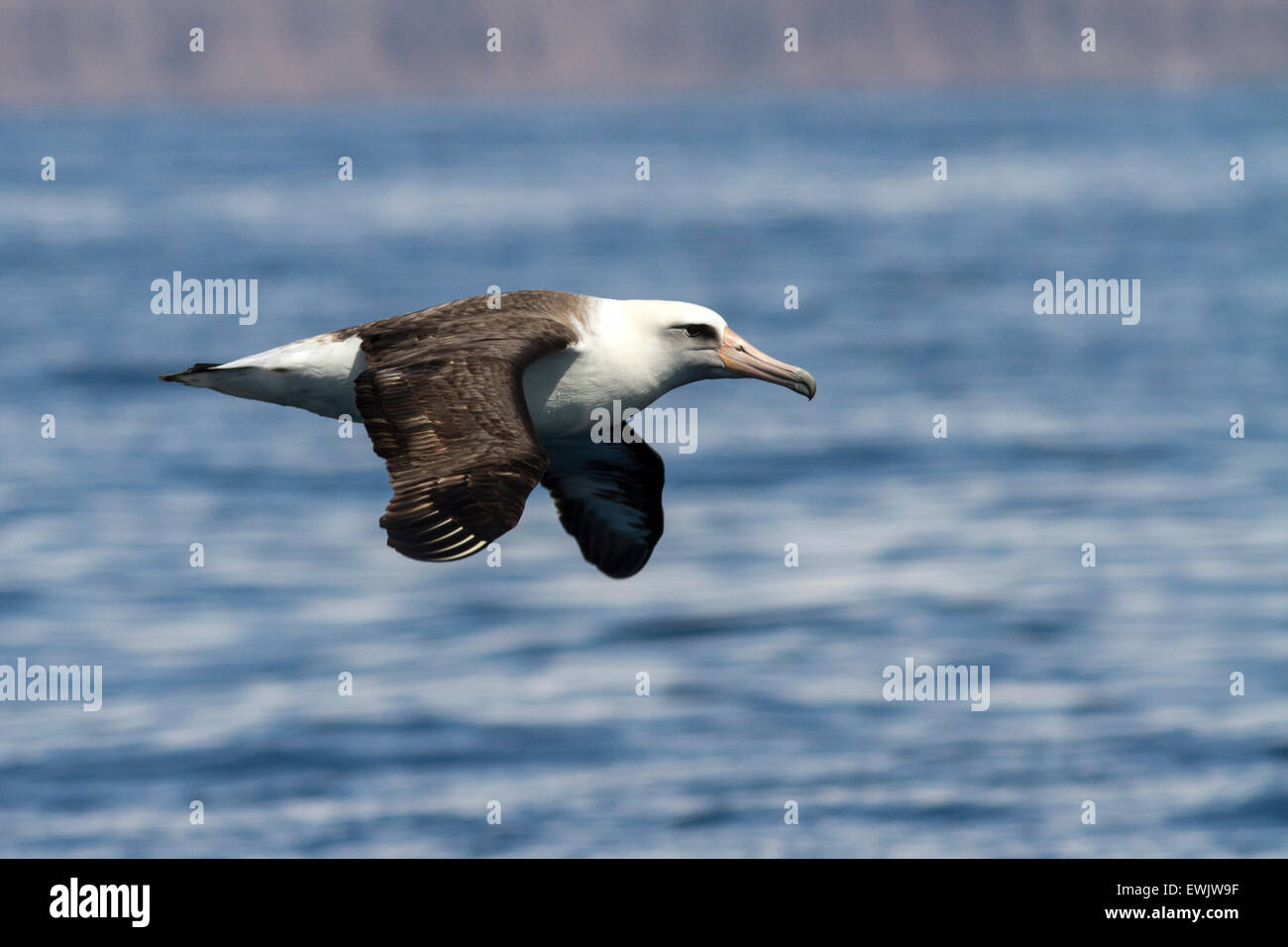 Laysan Albatross That Flies Over The Waters Near The Commander Islands