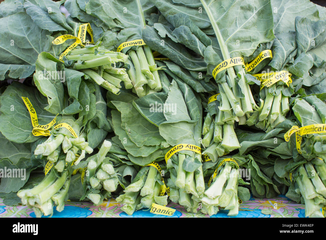 Fresh, organically grown collard greens at Sebastopol farmer's Stock