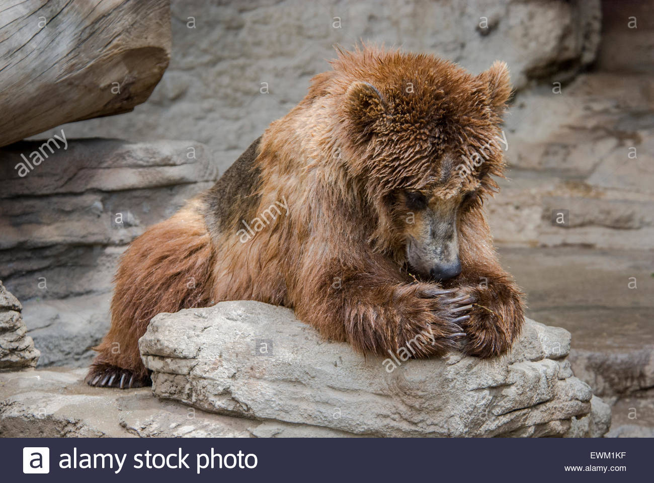 grizzly-bear-ursus-arctos-called-tundra-