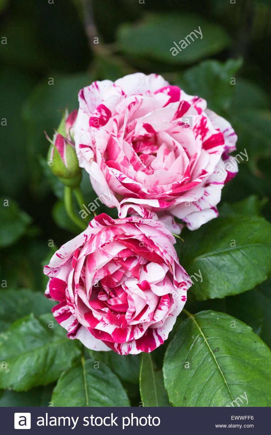 rosa-gallica-versicolor-rosa-mundi-shrub