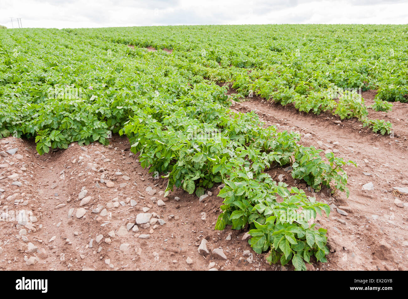 Potatoes growing in a field in Comber, County Down, Northern Ireland