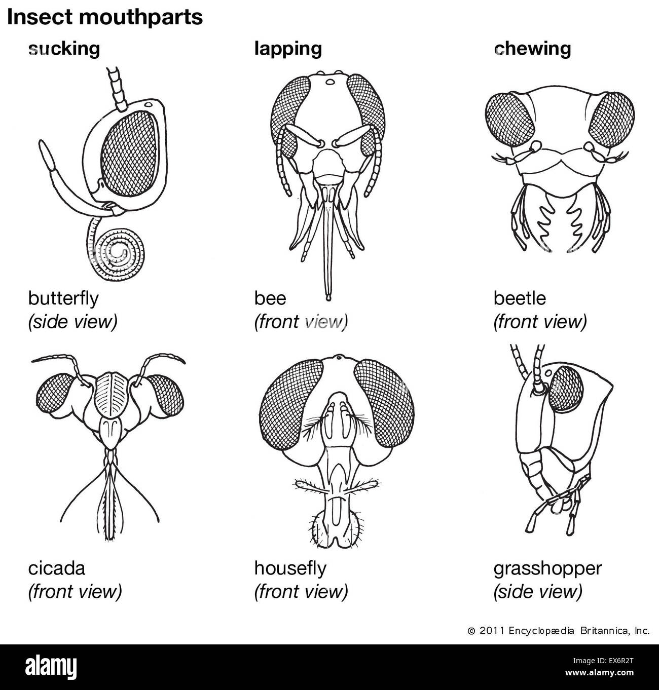 Insects Mouth Parts 113