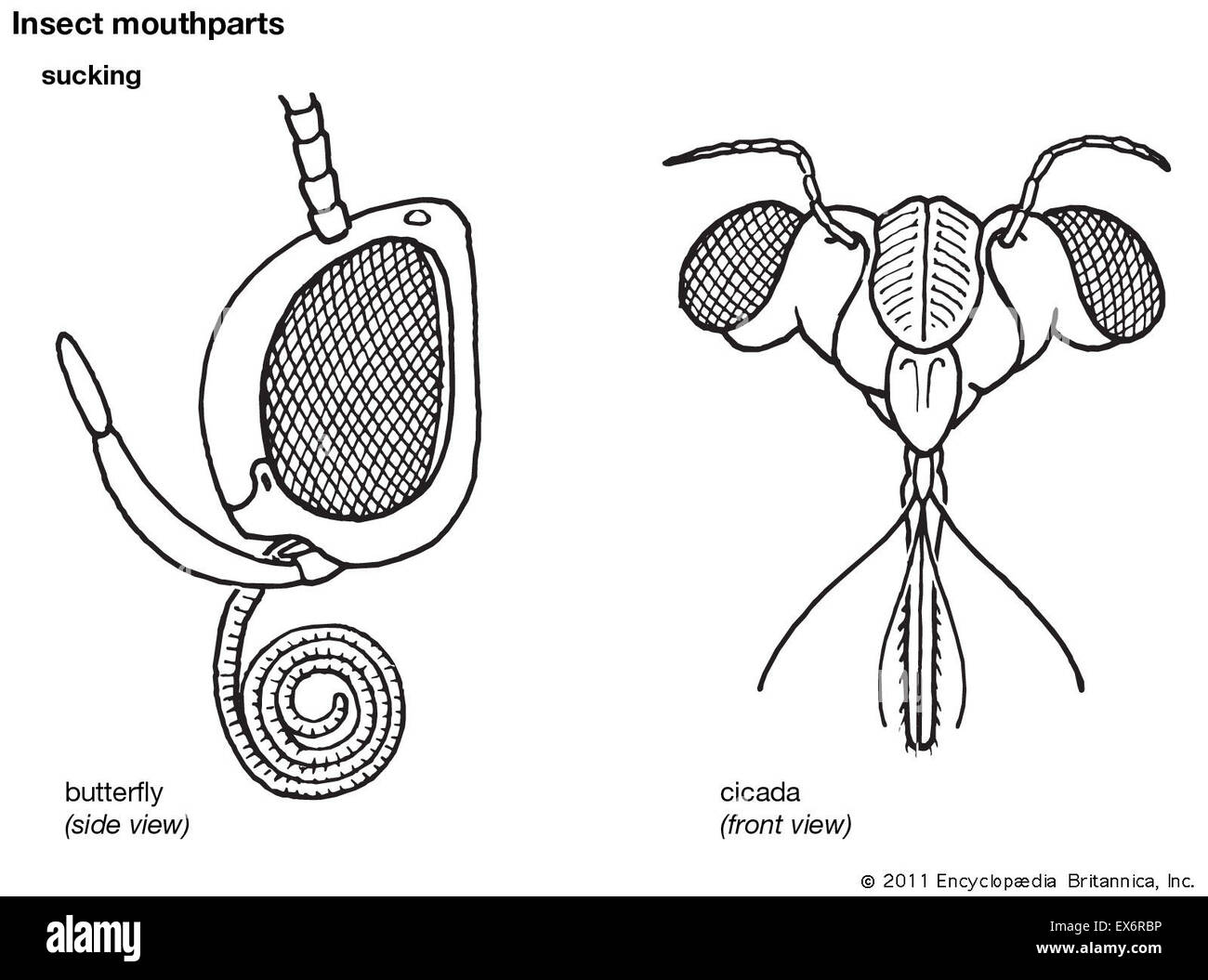 Butterfly Mouth Parts 58