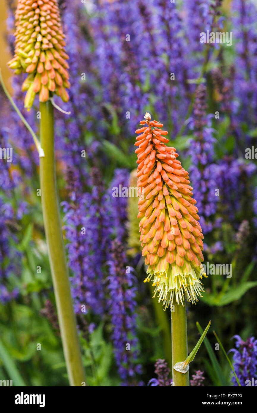 Kniphofia uvaria, Red Hot Poker, Torch Lily Stock Photo, Royalty Free Image 84982296 Alamy