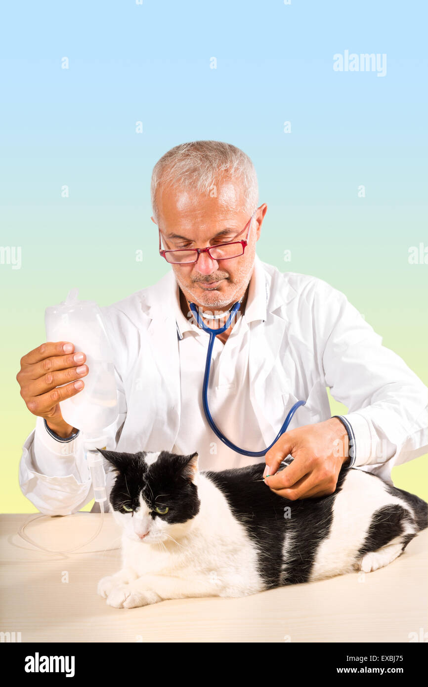Cat therapy Stock Photo, Royalty Free Image 85078313 Alamy