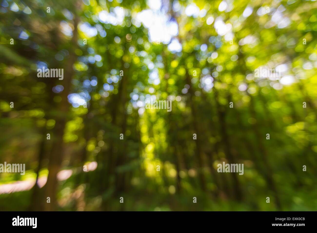 Abstract Landscape Of Defocused Summer Forest Photo Useful As