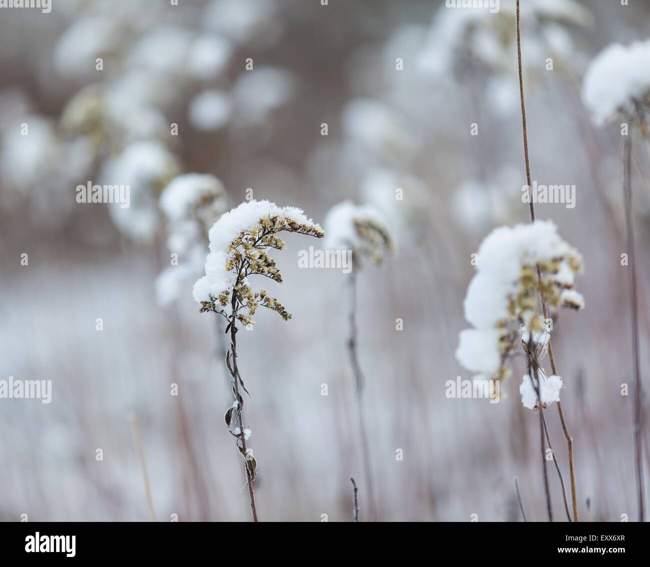 Plants Under Snow Close Up Of Withered Goldenrod Covered By Snow In