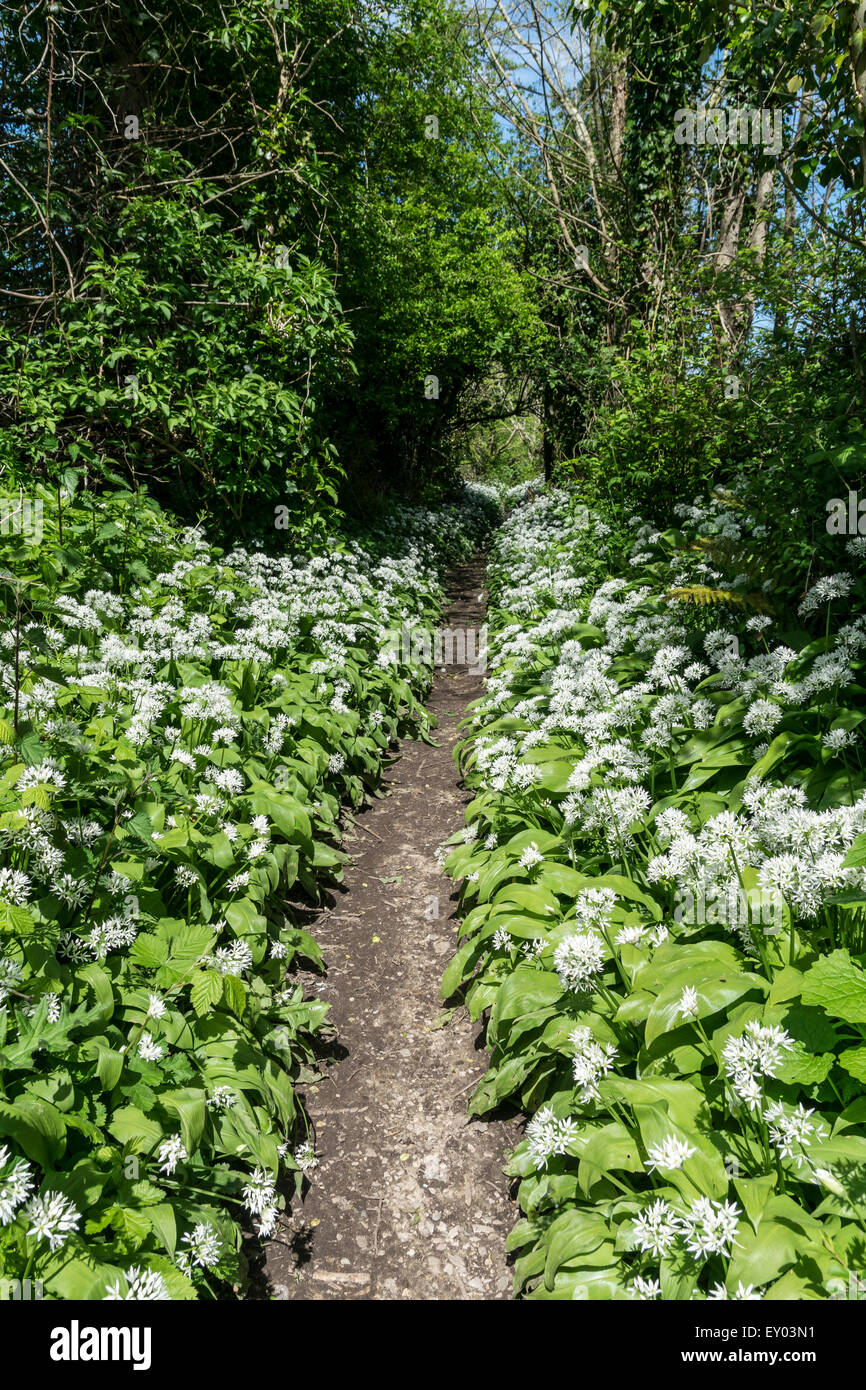 Ramsons Allium Ursinum Wild Garlic Stock Photo Alamy