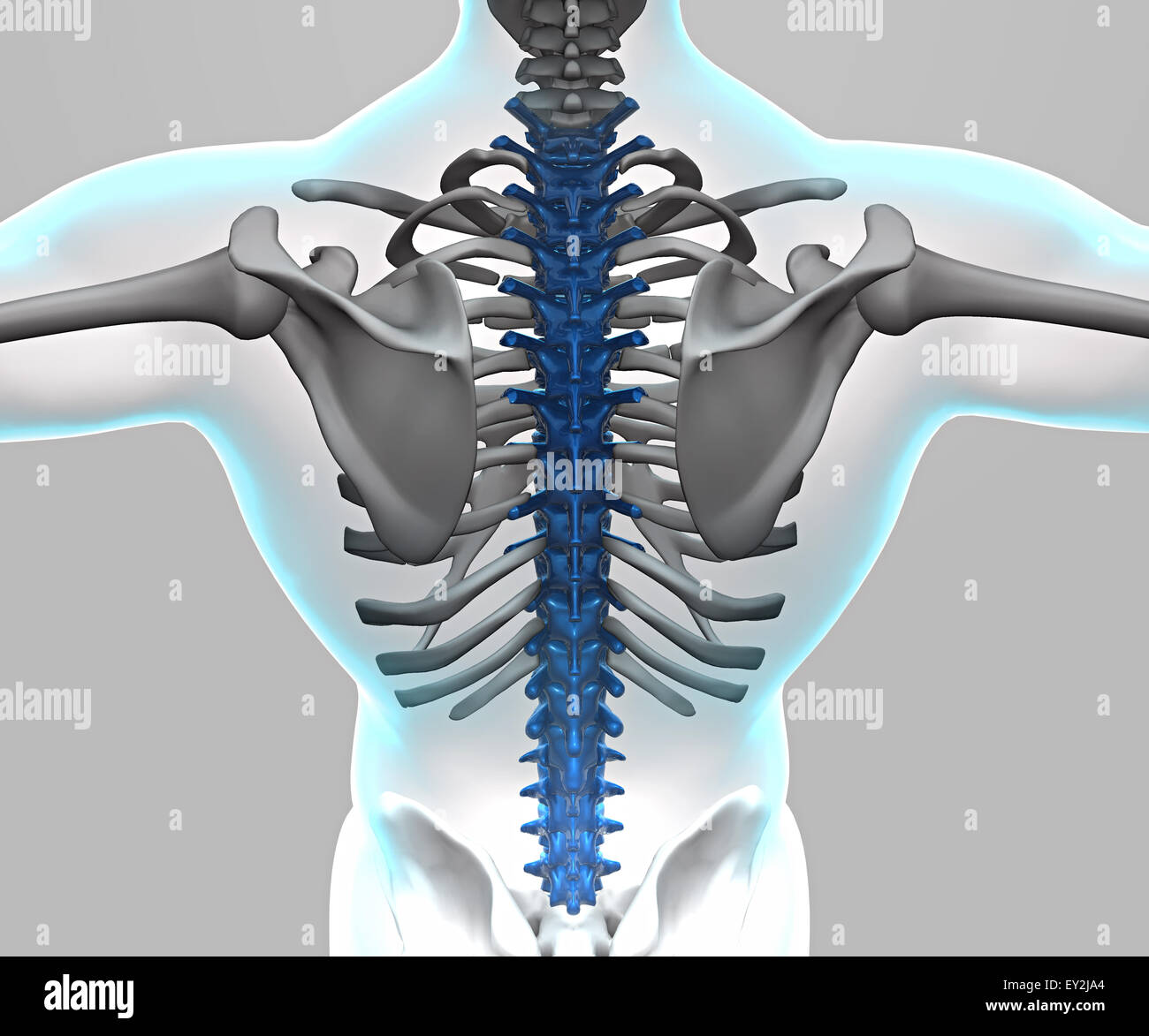 3d X Ray Of Human Body And Skeleton Stock Photo Alamy