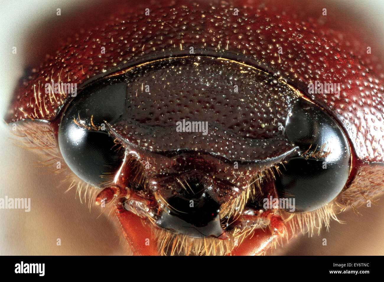 June beetle closeup (Phyllophaga sp Stock Photo, Royalty Free Image