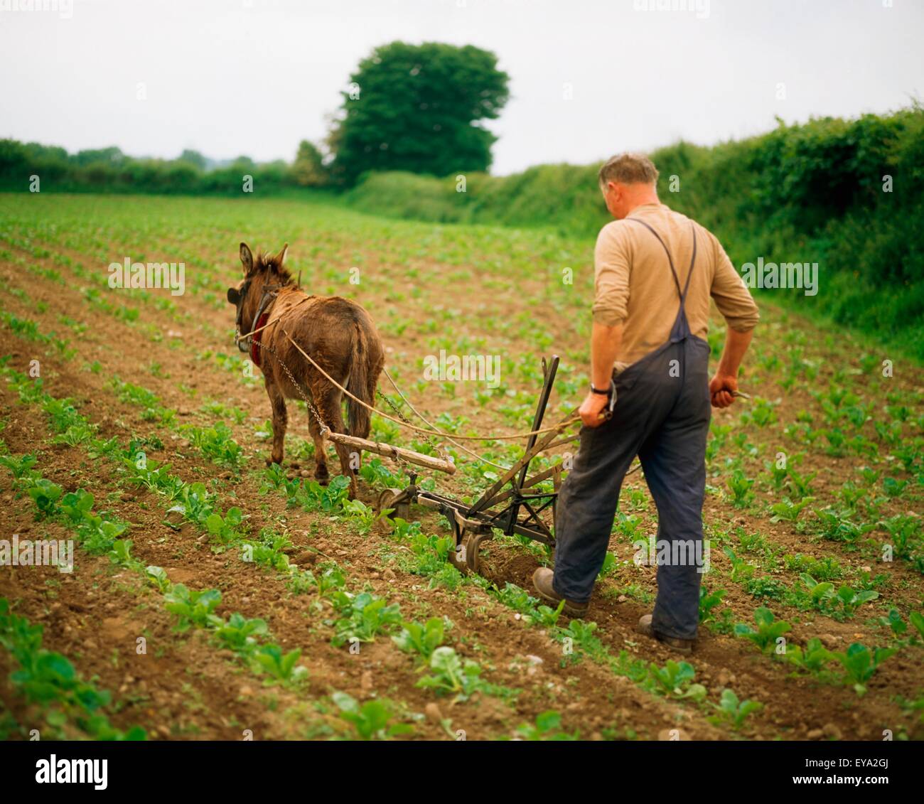 Traditional Agriculture, Man Hoeing A Field Stock Photo, Royalty Free