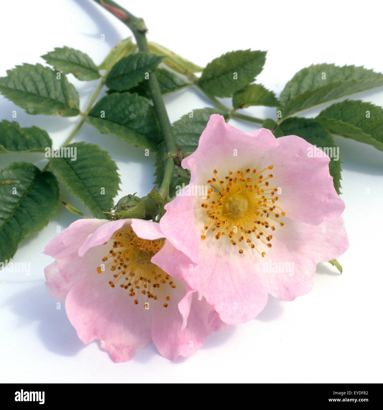 Hundsrose Heckenrose Rosa Canina Stock Photo Alamy