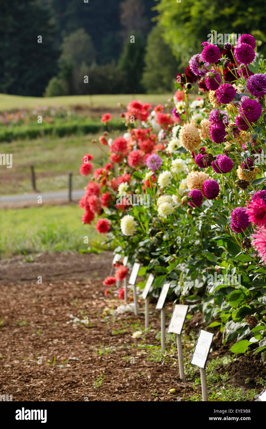 showgarden of dahlias on display at ferncliff gardens in showgarden of dahlias on display at ferncliff gardens in