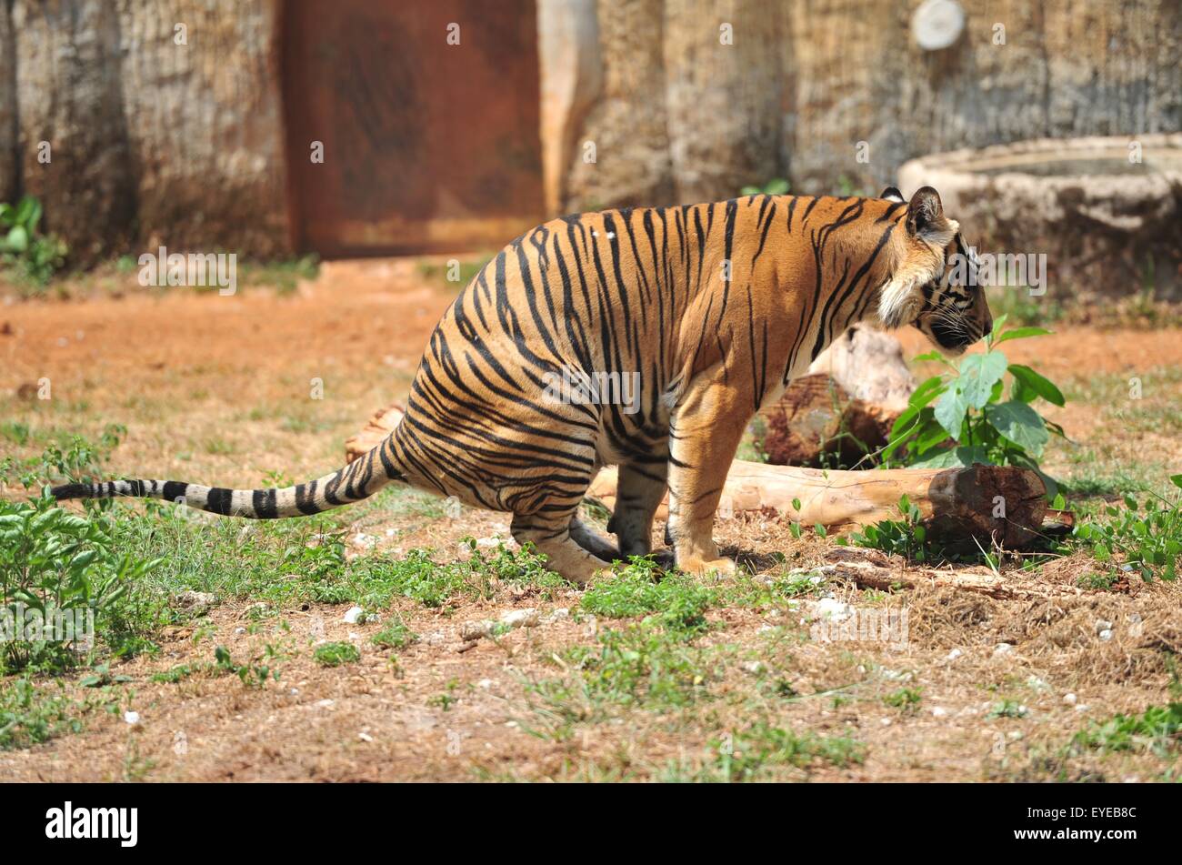 video ragunan video ragunan