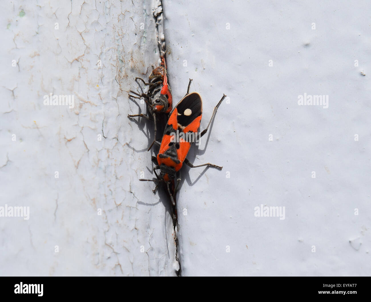 The Image Of Red Bugs In A Native Habitat Stock Photo Alamy