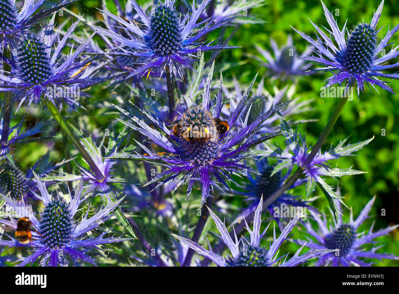 Blue thistle like flower of ERYNGIUM ALPINUM 'BLUE STAR' in a Stock