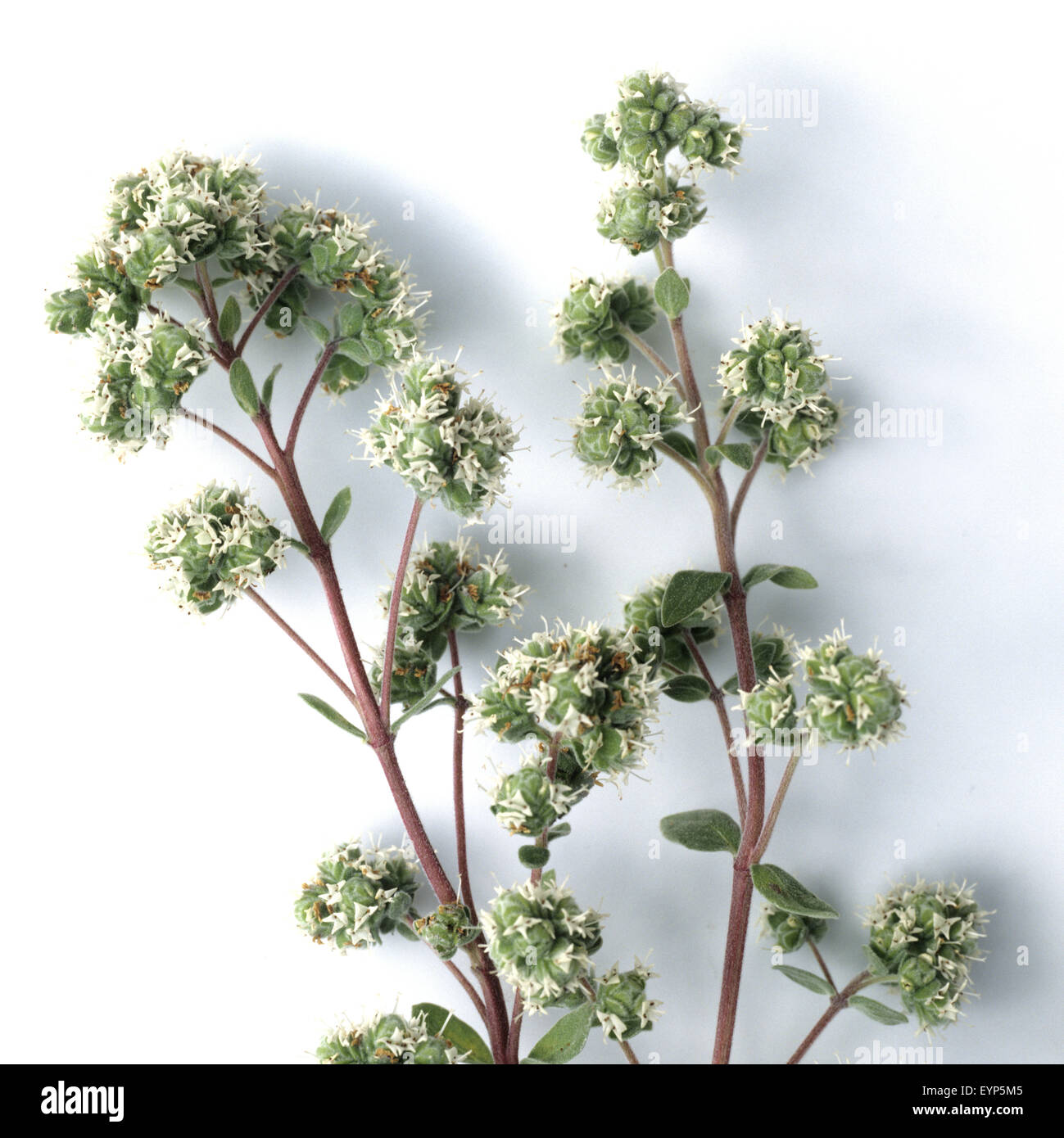 Majoran, Origanum majorana, Heilpflanzen Stock Photo, Royalty Free