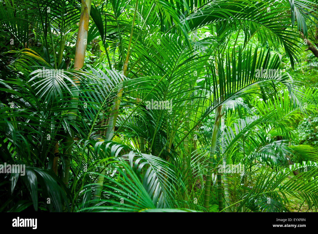 Tropical Lush Green Palm Tree Jungle Background Stock Photo