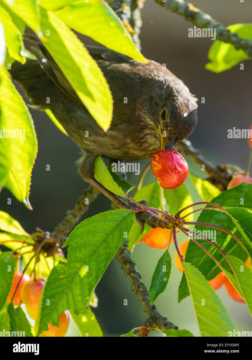 blackbird (Turdus merula), female eating cherries in a cherry tree