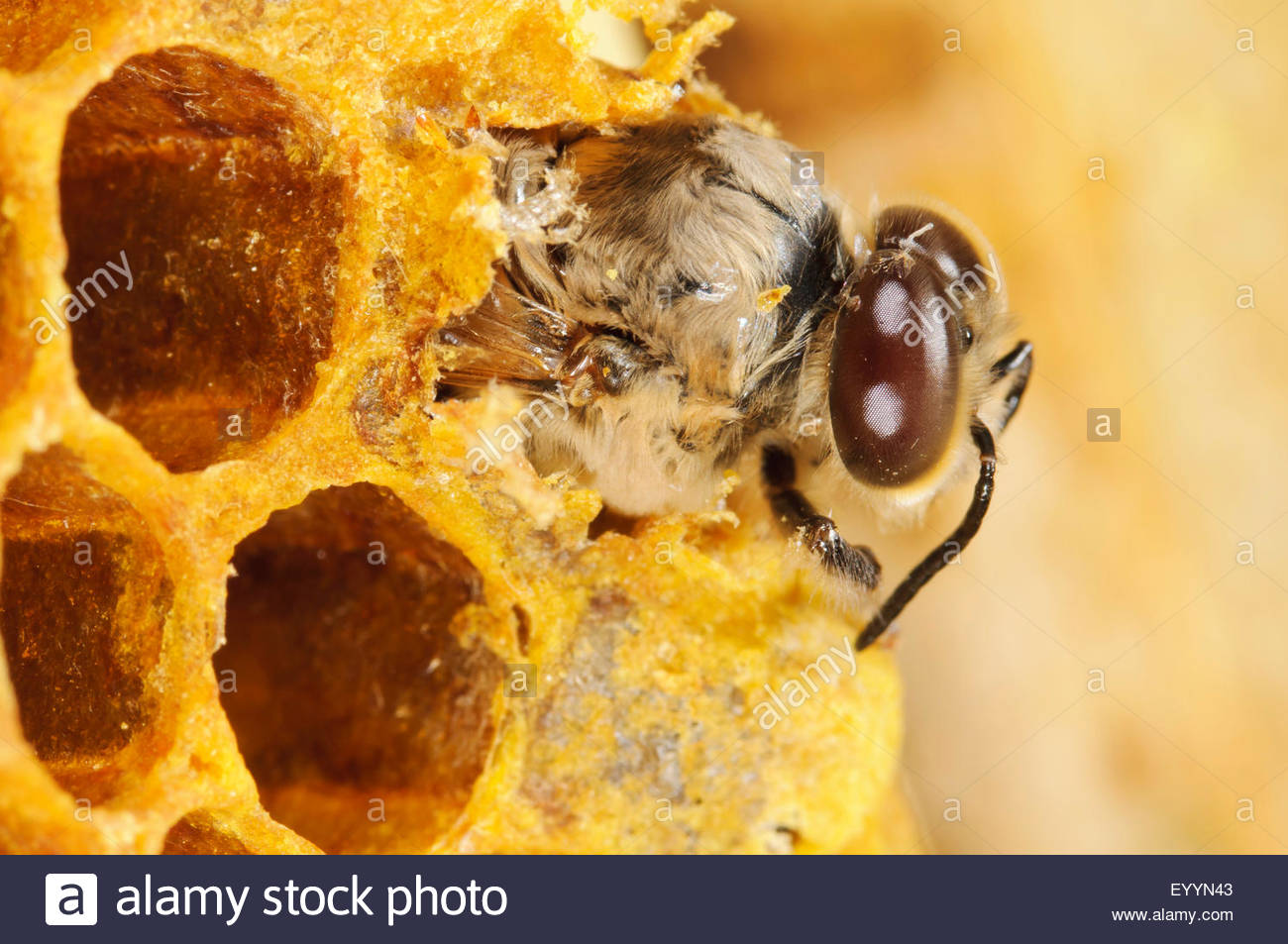 honey bee hive bee apis mellifera mellifera hatching honey bee hive bee apis mellifera mellifera hatching