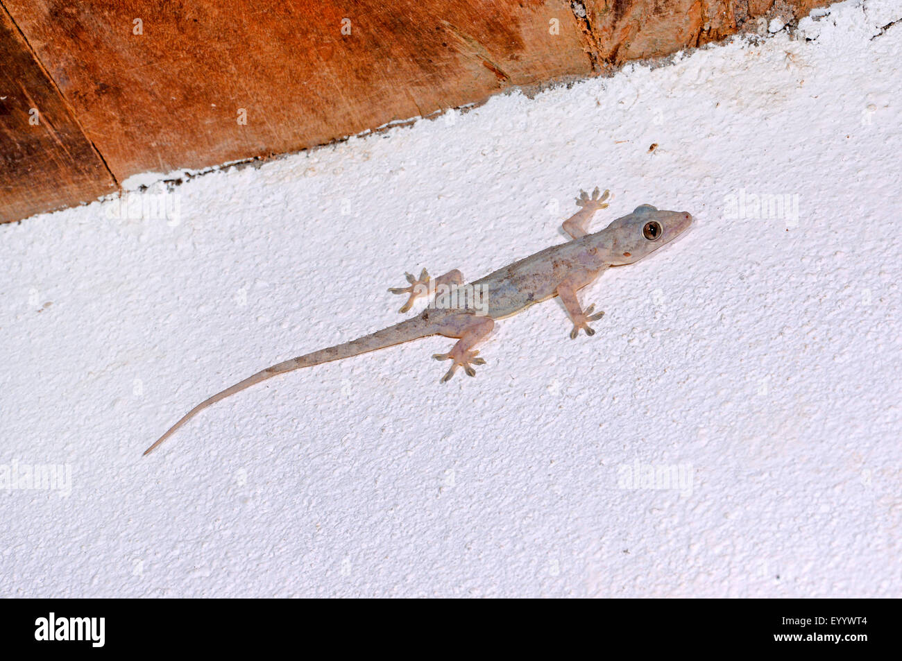 house gecko stock photos & house gecko stock images - alamy house gecko stock photos & house gecko stock images - alamy
