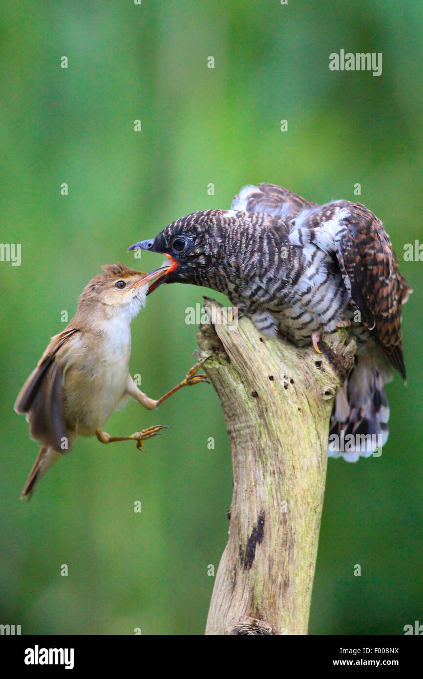 Eurasian cuckoo (Cuculus canorus), reed warbler feeding the fledged Stock Photo, Royalty Free