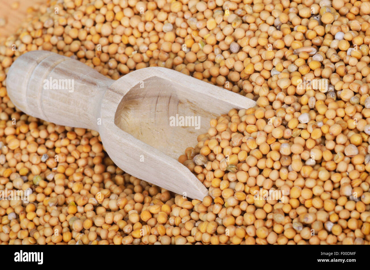White mustard (Sinapis alba, Brassica alba), mustard seeds with wood