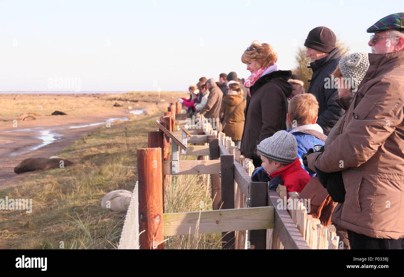 Visitors to Donna Nook Nature Reserve in Lincolnshire witness grey