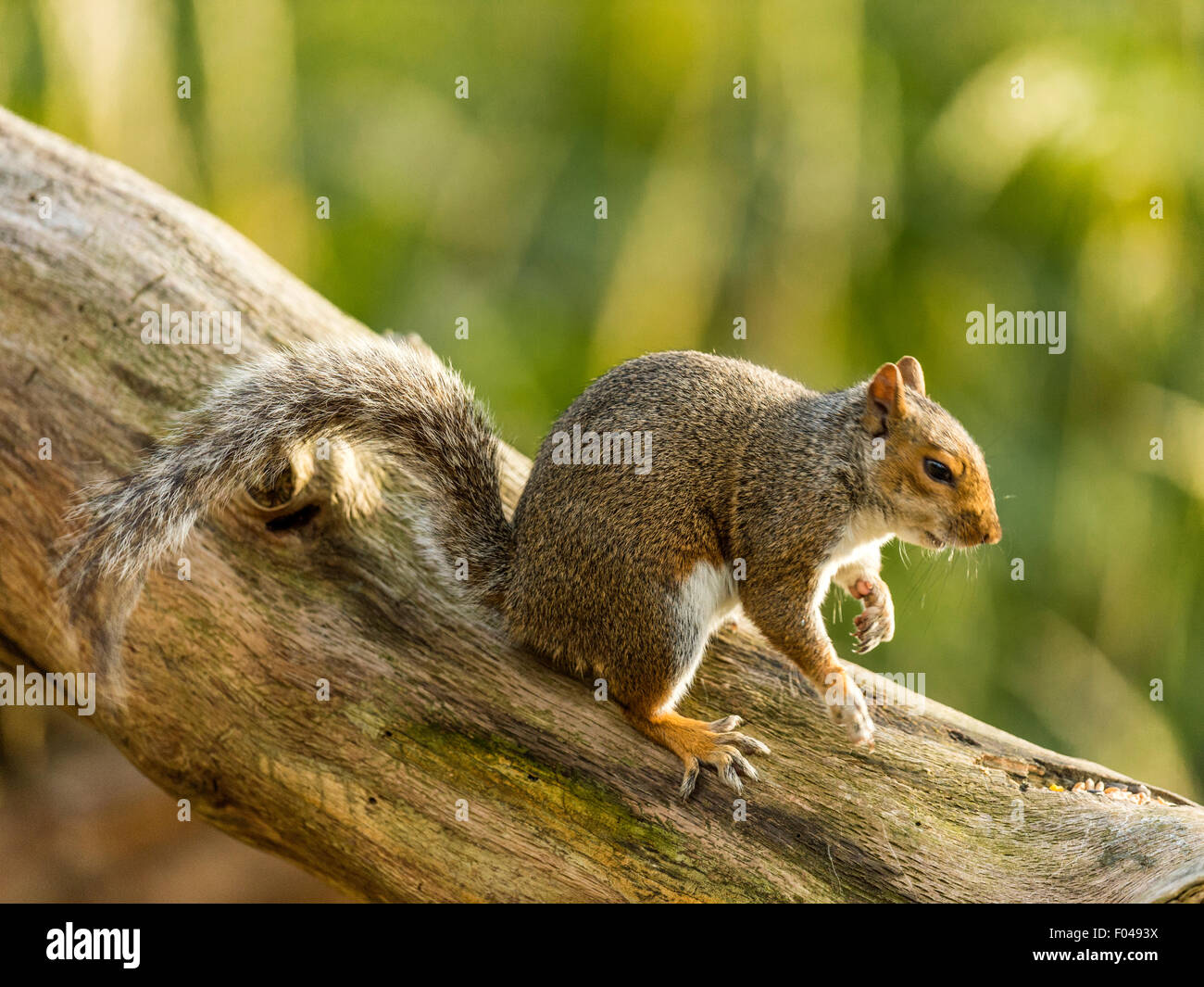 Urban Space Squirrels Videos