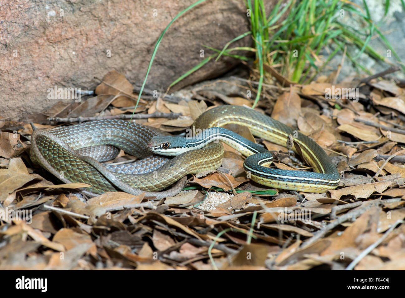 Sonoran Whipsnake Masticophis Bilineatus Hi Res Stock Photography And