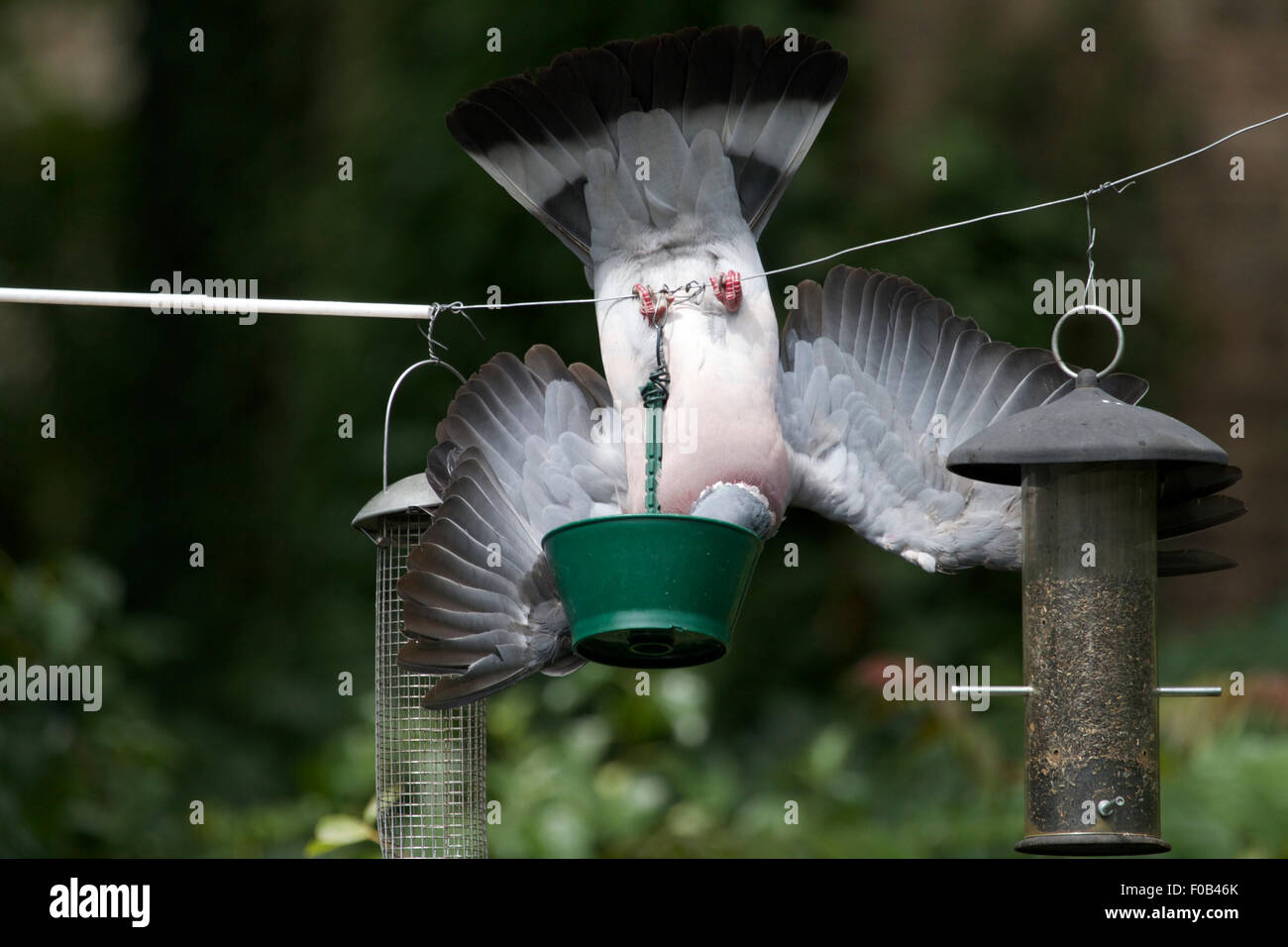 anti pigeon bird feeder wiring diagrams wiring diagram anti pigeon bird feeder wiring diagrams wiring diagram