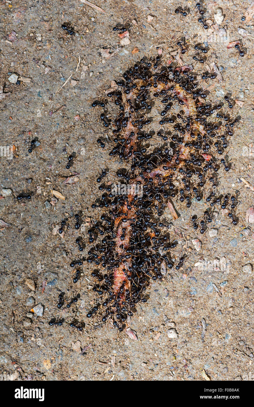 Black garden ants / common black ant (Lasius niger) eating earthworm