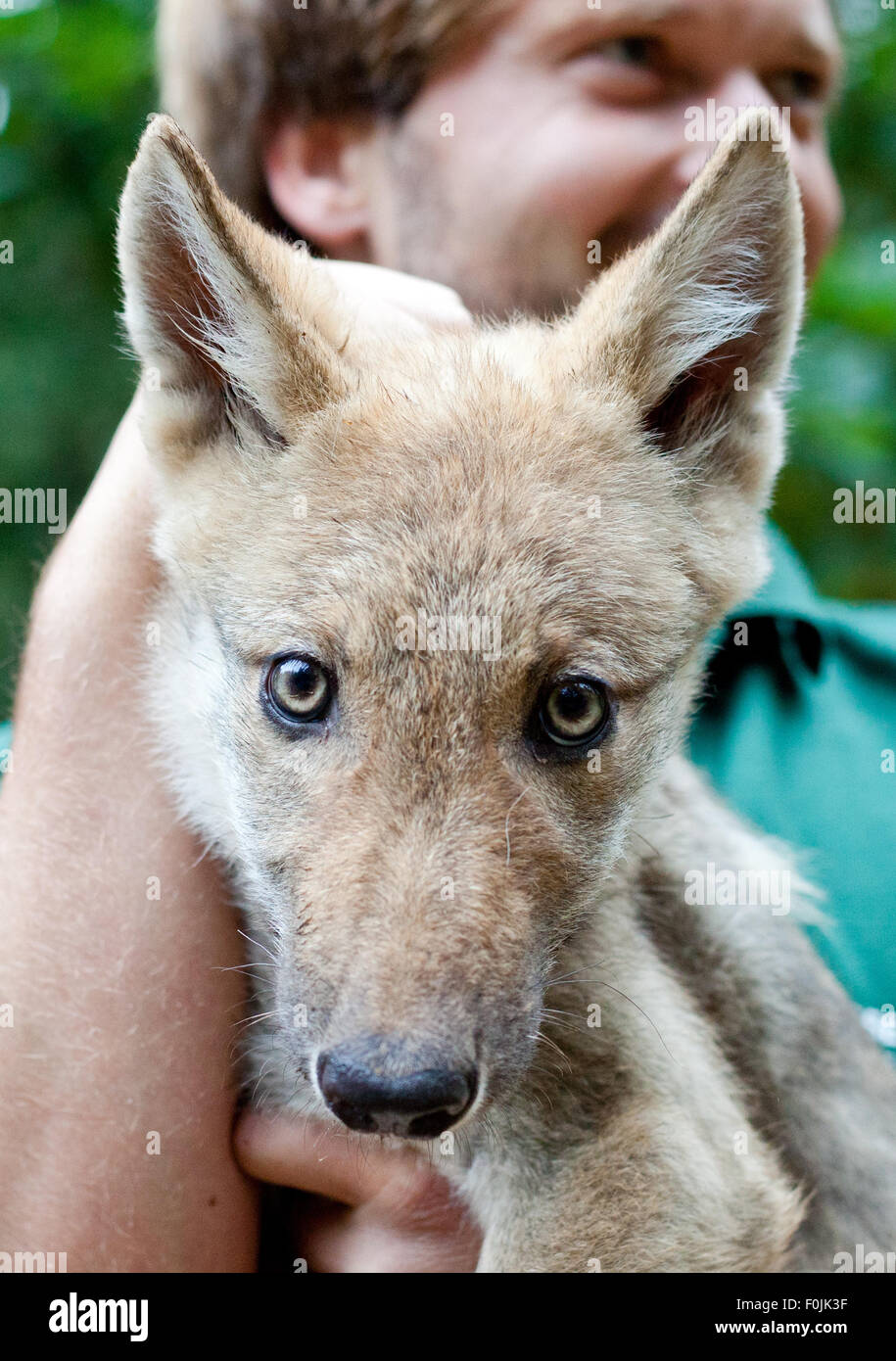 Download preview image - hanau-germany-17th-aug-2015-veterinarian-elias-bauer-holds-a-wolf-F0JK3F