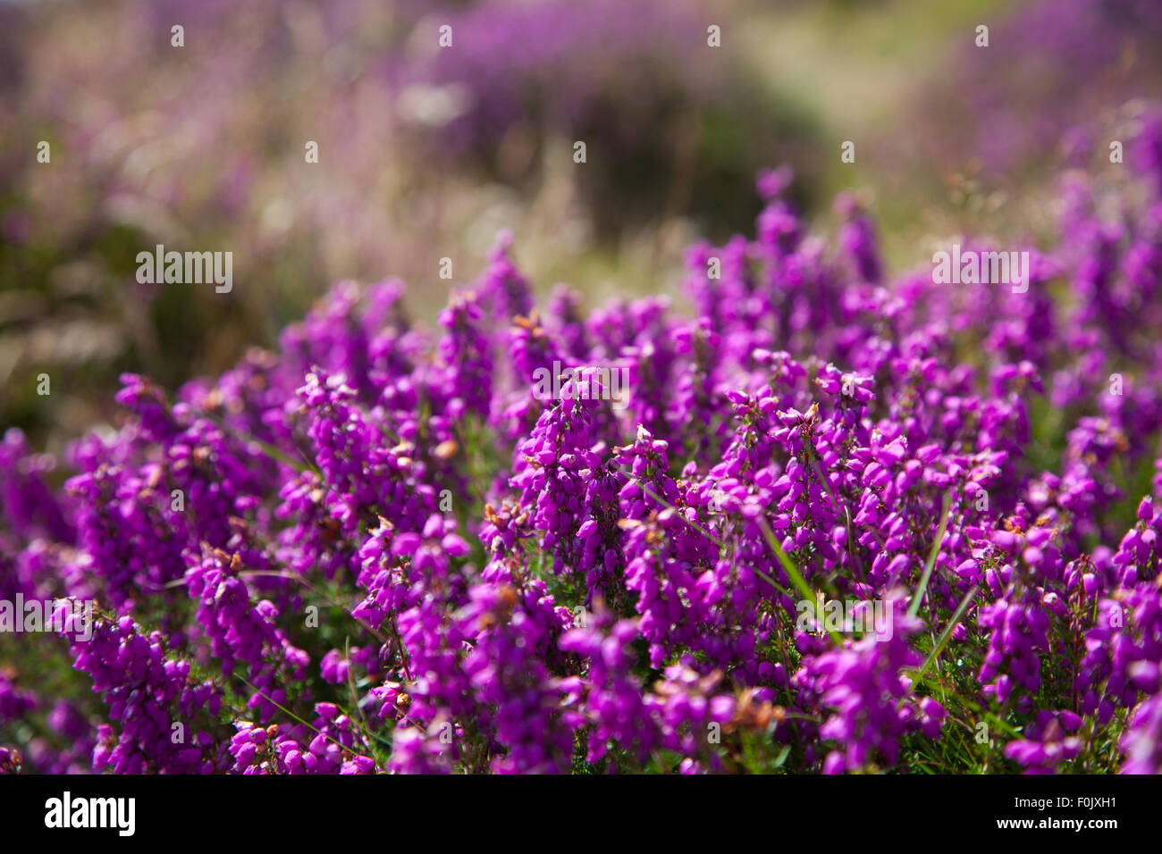 Creative Close Up Detail Of Wild Heather In Flower Growing On A Stock