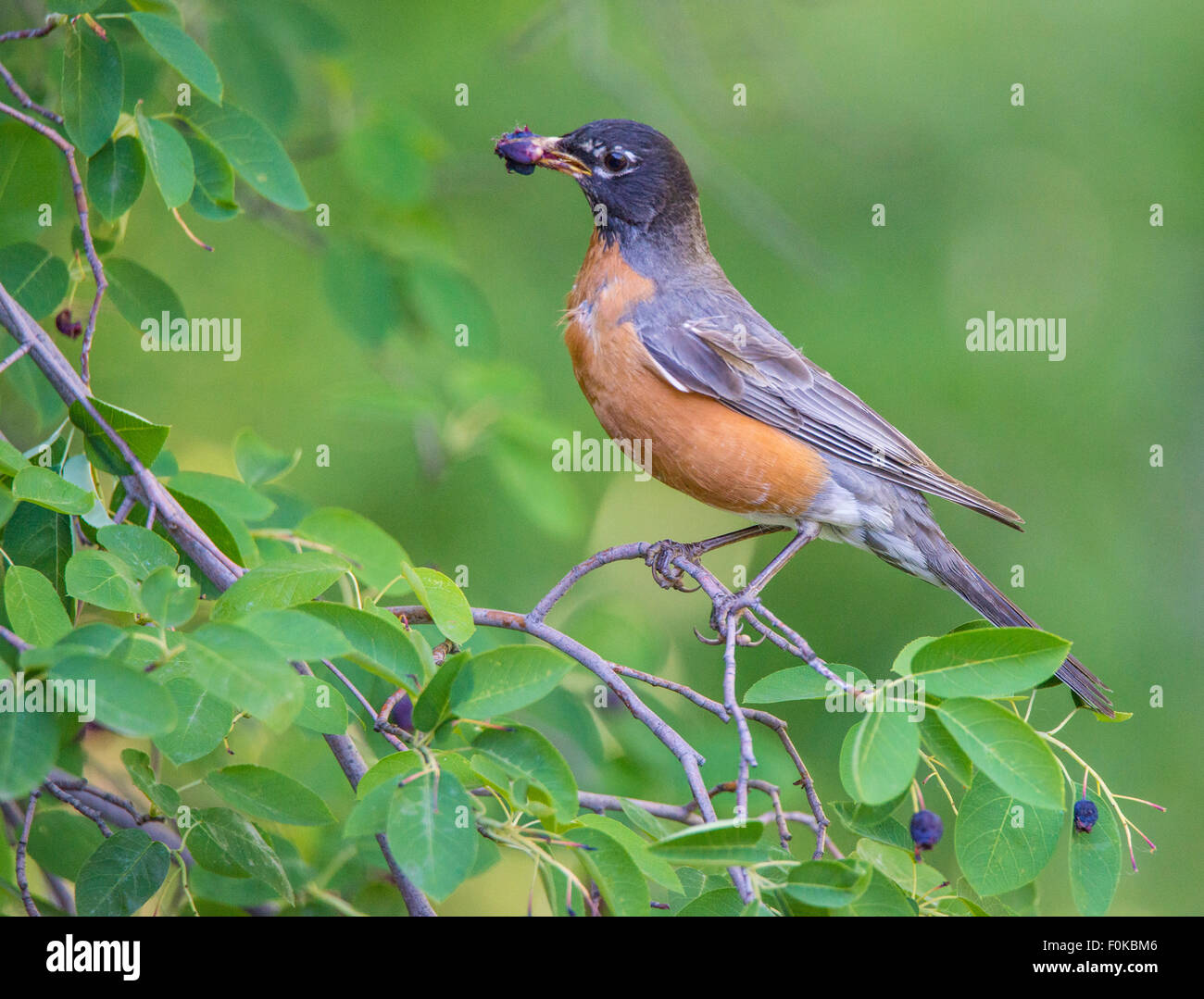 birds american robin feeding off serviceberry tree idaho birds american robin feeding off serviceberry tree idaho