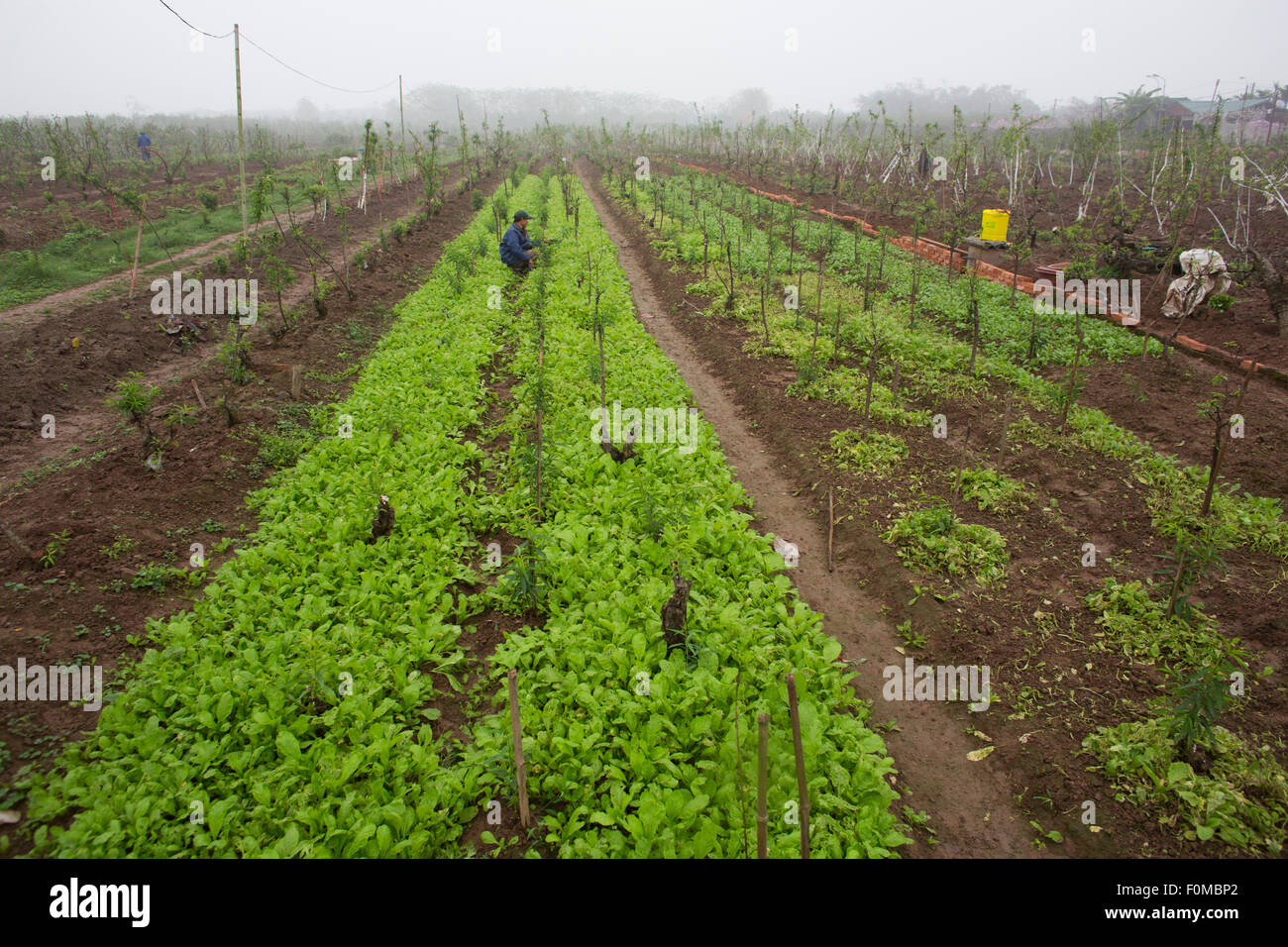 Agriculture In Vietnam Stock Photo Alamy