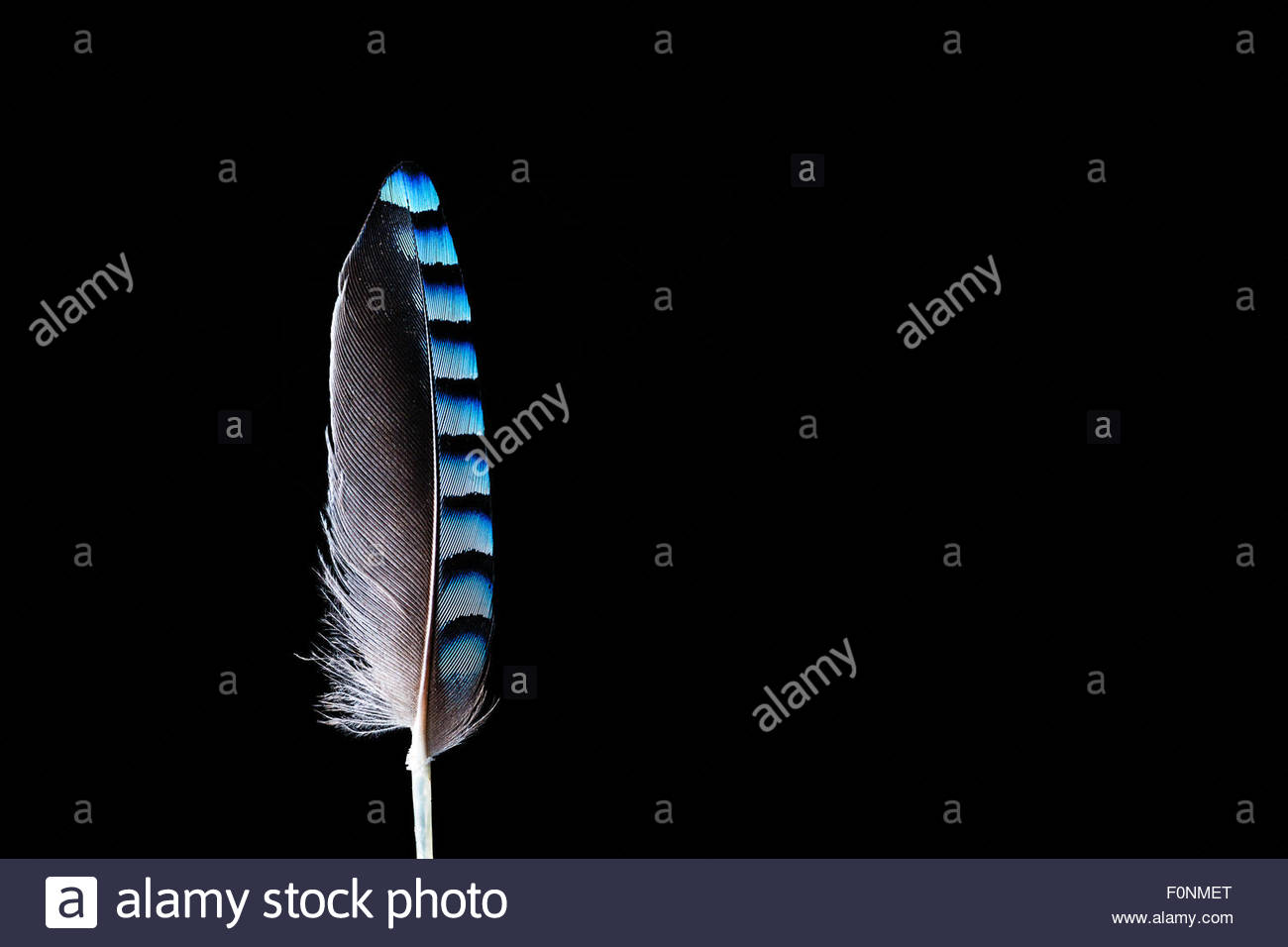 Kingfisher feather detail Stock Photo, Royalty Free Image 86528928 Alamy