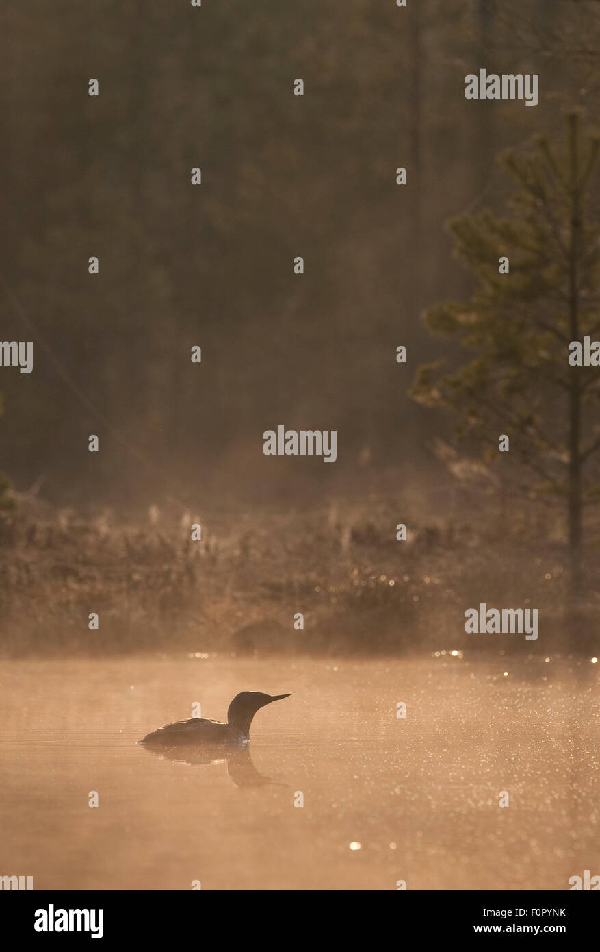 Red Throated Diver Gavia Stellata At Dawn On Mist Laden Lake