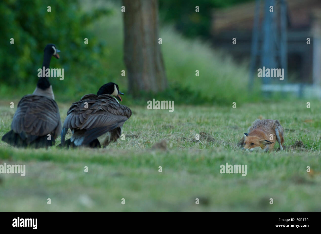 canada goose red fox canada goose red fox