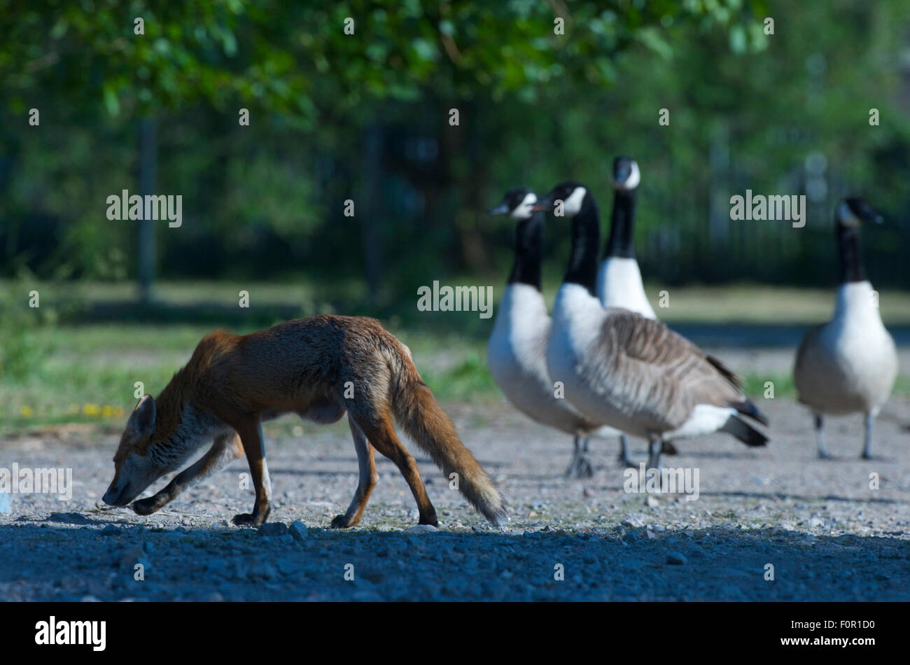 canada goose red fox canada goose red fox