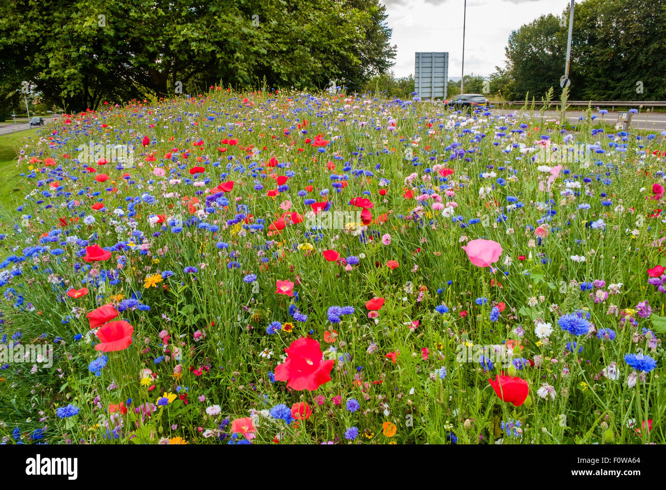 thumbnail image 2 of Flowering Roadside Grass Seed Mix - Low Maintenance Blend With Grass, Clover & Wildflowers (300 Gram) 2 of 12