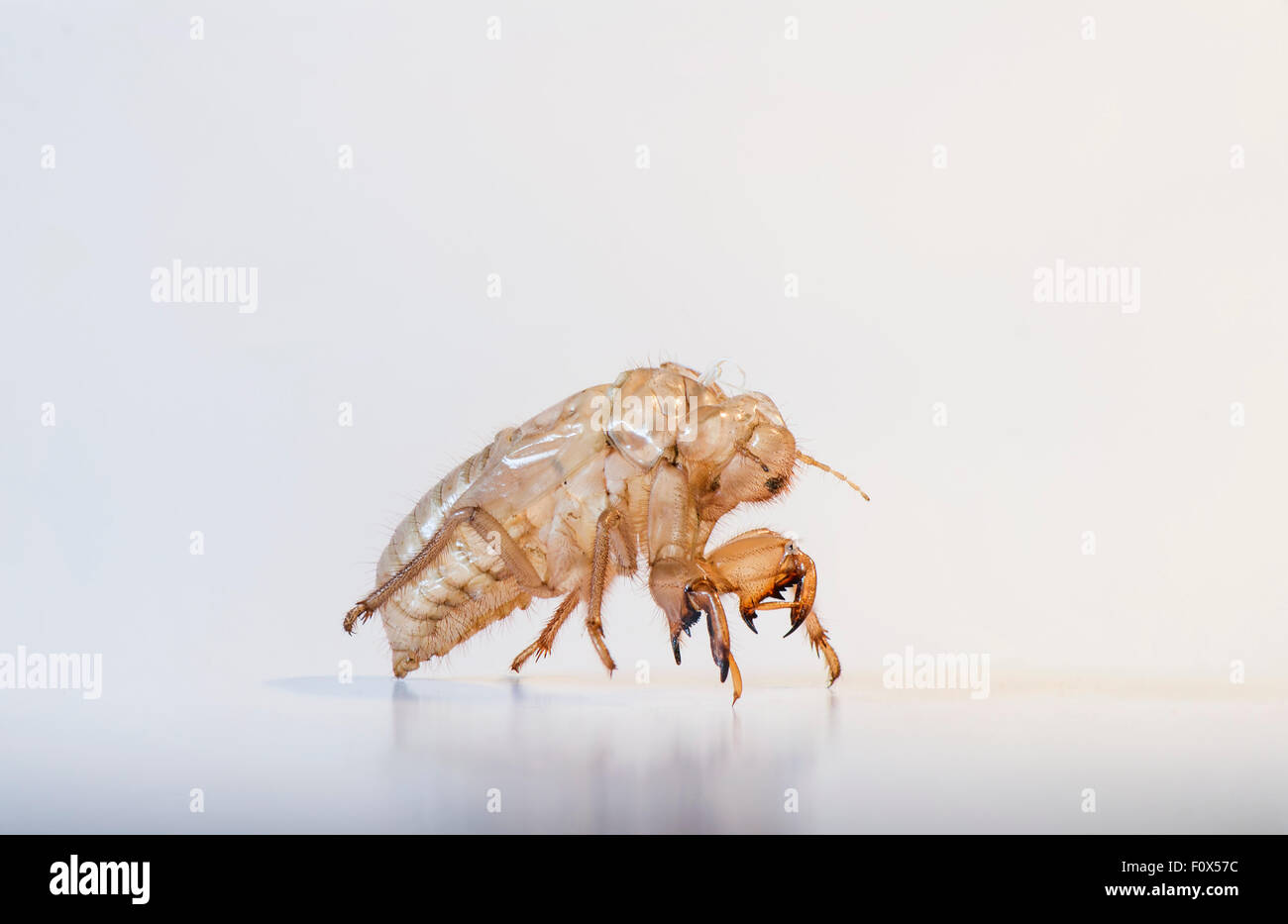 cicada-empty-nymph-shell-andalusia-spain
