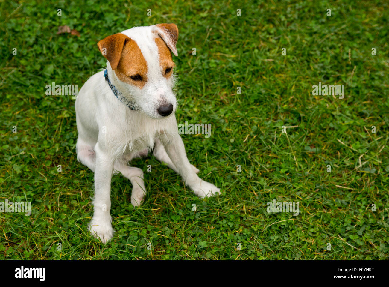 Jack Parson Russell Terrier puppy dog pet, tan rough coated Stock Photo