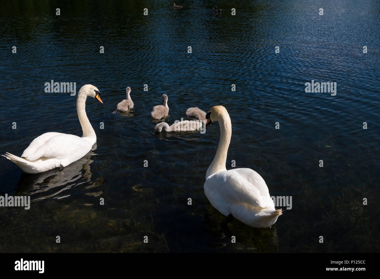 cygnus-olor-mute-swans-and-young-at-cork