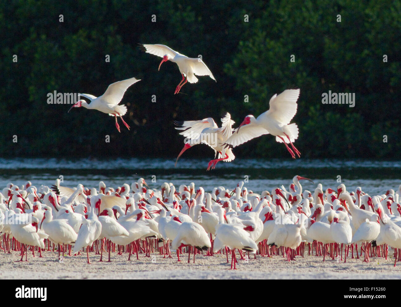 White ibis (Eudocimus albus) flock in breeding plumage, backlit Stock