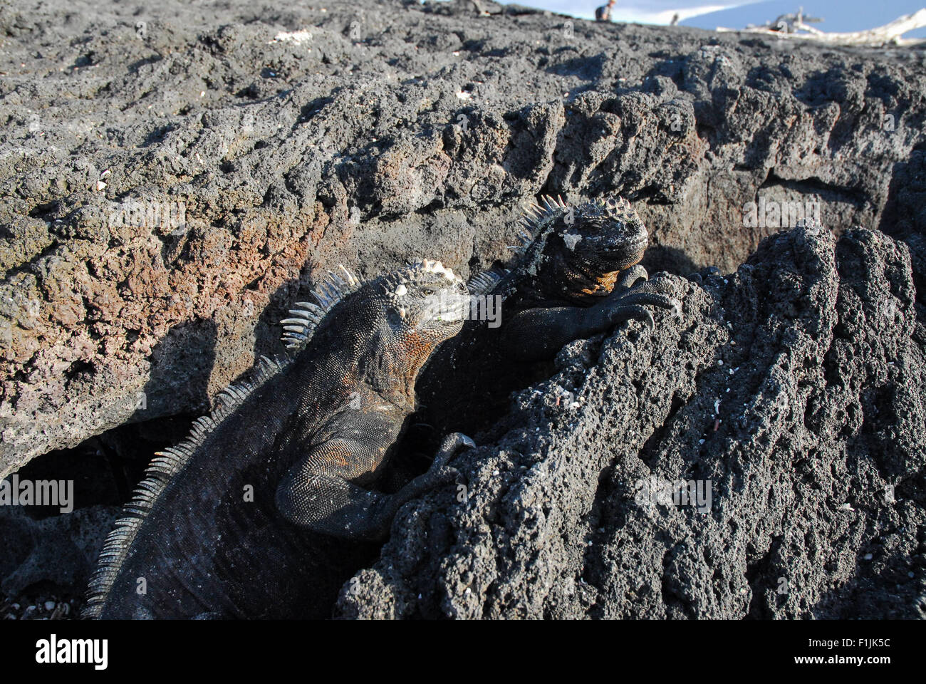 large-marine-iguanas-sunbathing-on-rough-lava-rocks-galapagos-islands-F1JK5C.jpg