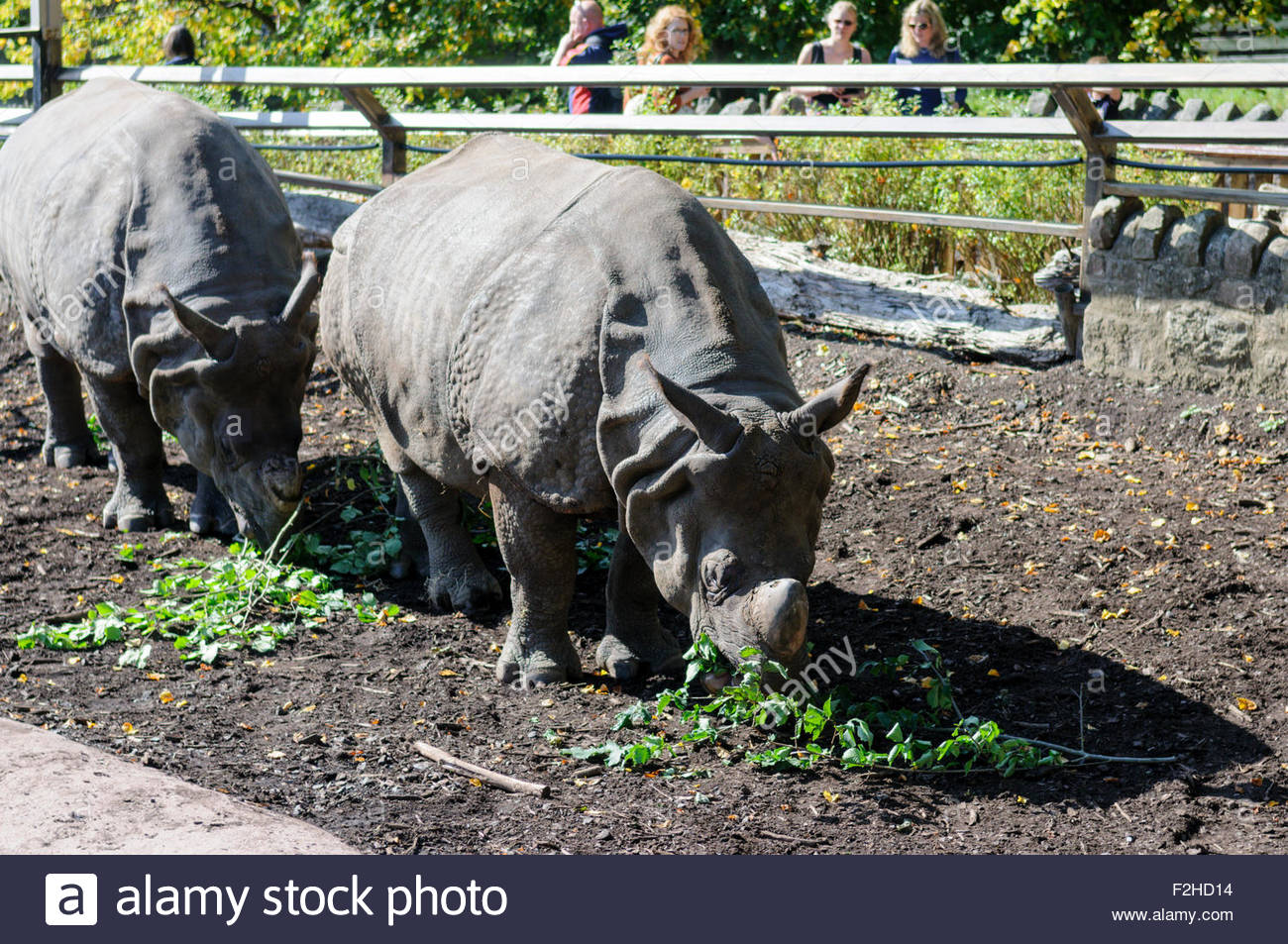 Edinburgh, UK. September 19, 2015. Edinburgh zoo's two male Stock Photo