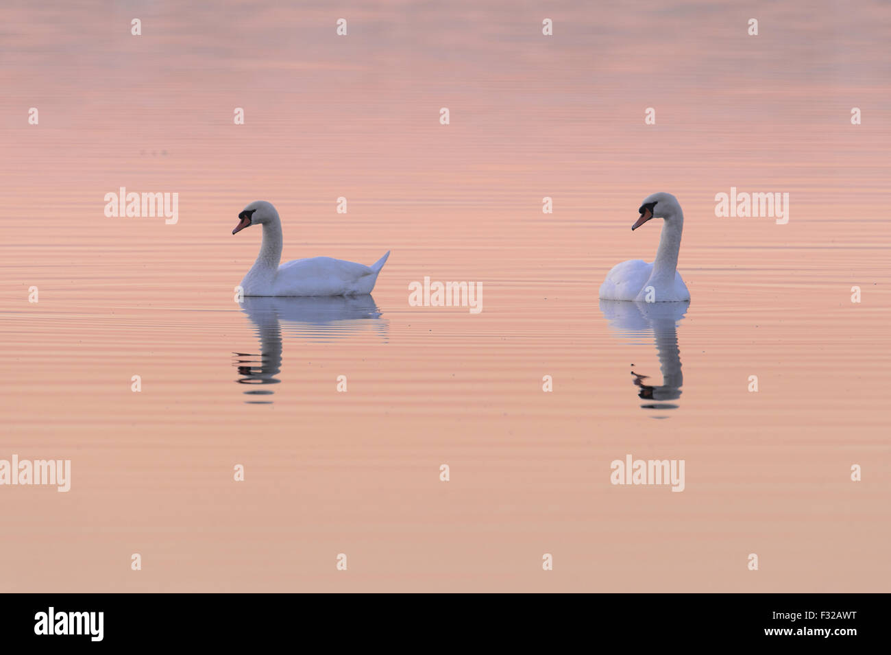 Mute Swan Cygnus Olor Two Adults Swimming On Mere At Dusk Aqualate