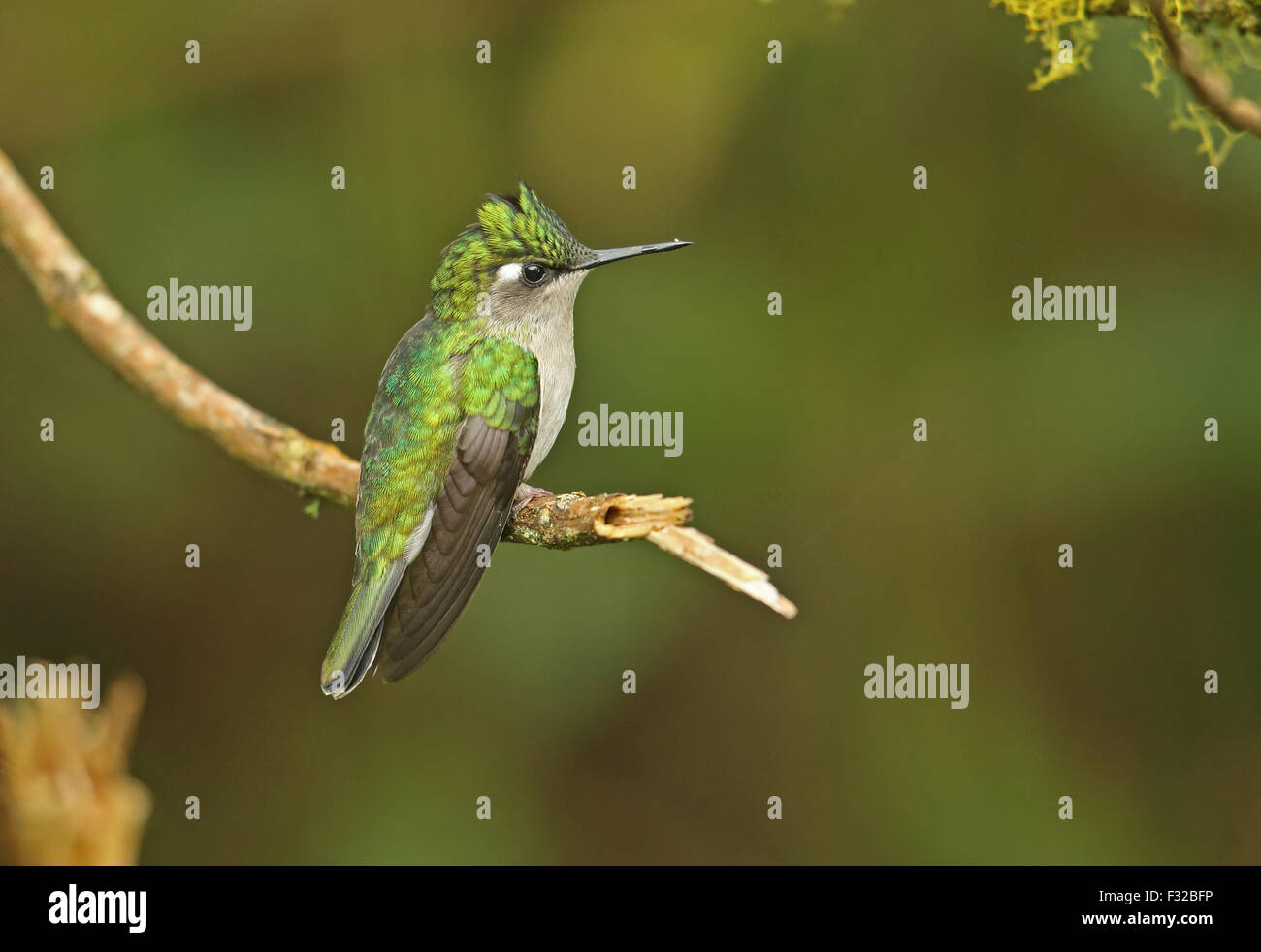 Greencrowned Plovercrest (Stephanoxis lalandi) adult female, perched