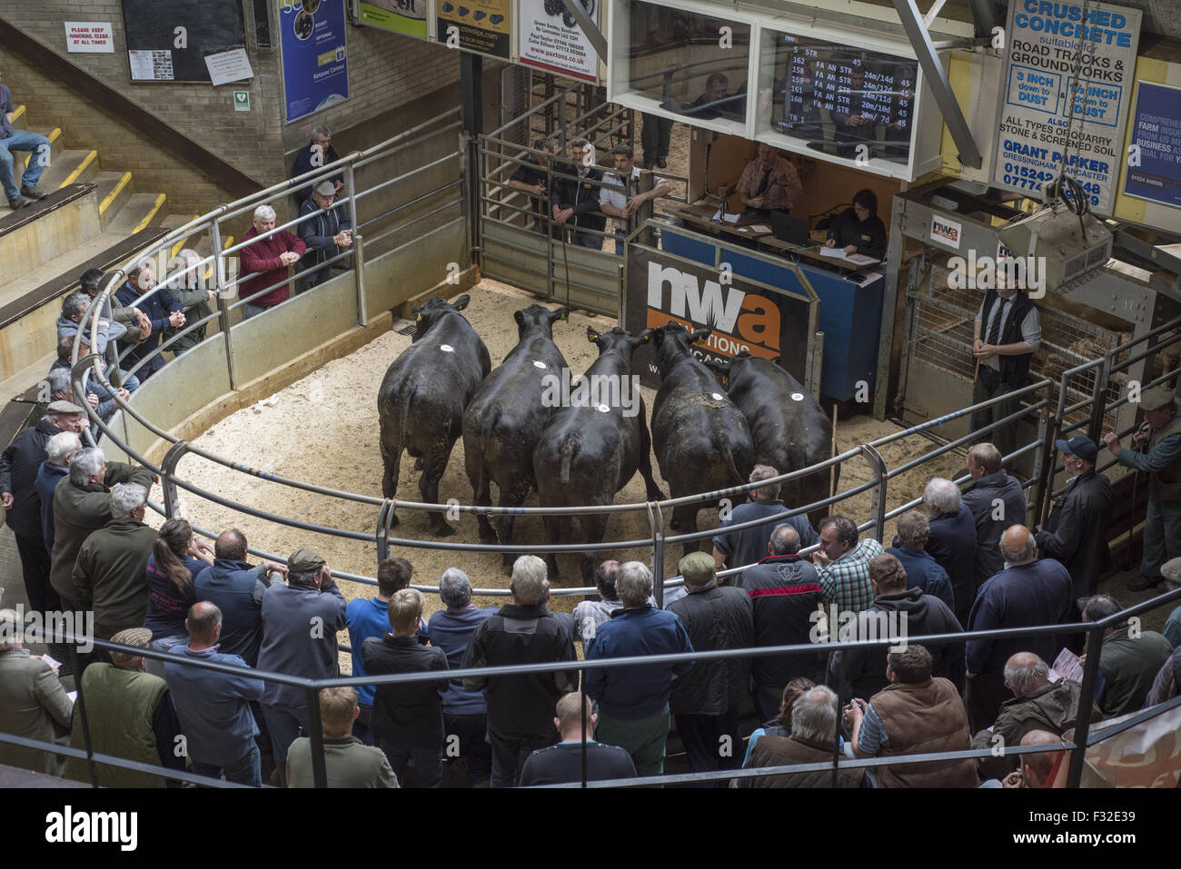 Livestock market, selling Aberdeen Angus steers in auction ring Stock